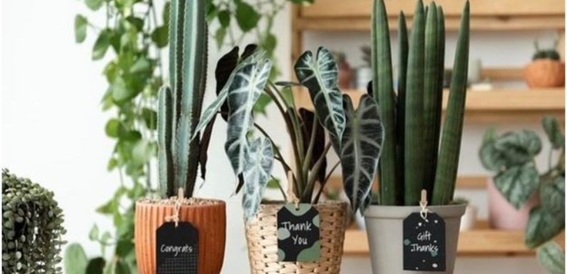 An Overview of Snake Plants