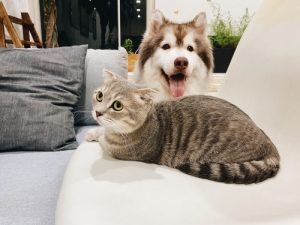 dog vs cat