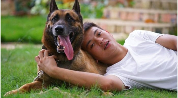 Do Retired Police Dogs Make Good Pets?