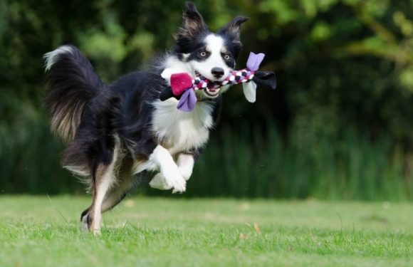 5 Amazing Brain Games for Dogs