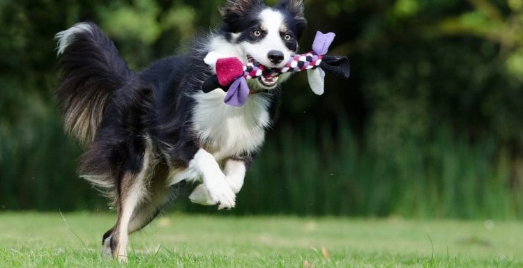 5 Amazing Brain Games for Dogs