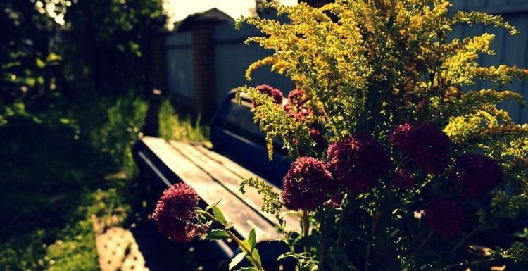 Best Tips to Create a Backyard Garden from Scratch