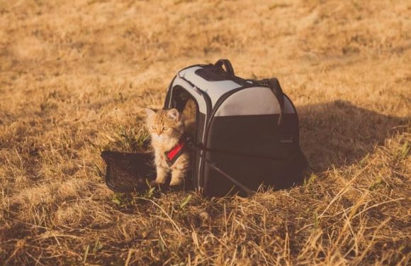 What To Do with Your Cat When Going on Vacation