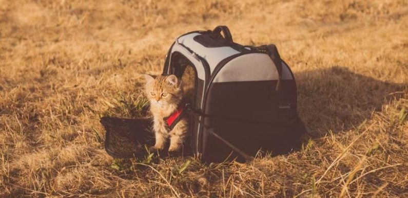 What To Do with Your Cat When Going on Vacation