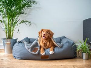 Buying a Dog Bed