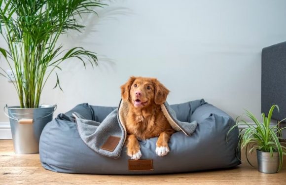 Important Factors to Look into When Buying a Dog Bed