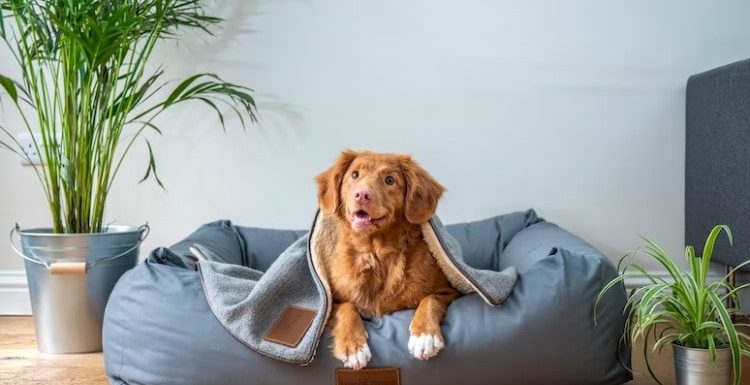 Important Factors to Look into When Buying a Dog Bed
