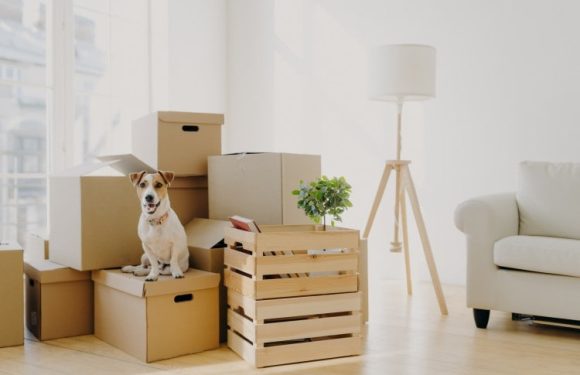 8 Tips for Moving Long Distance with Pets