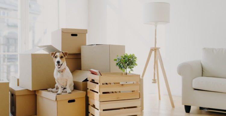 8 Tips for Moving Long Distance with Pets