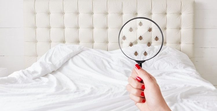 Best Method to Prevent Bed Bugs in Your Bedroom