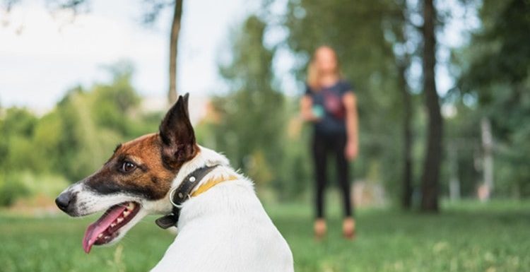 A Step-by-Step Guide to Successfully Potty Grass Train Your Dog