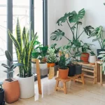 Indoor Plants
