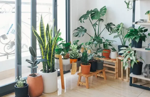 4 Spectacular Types of Indoor Planters To Keep Your Plants Healthy