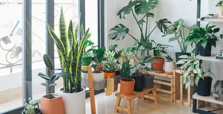4 Spectacular Types of Indoor Planters To Keep Your Plants Healthy