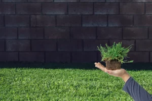 Grass Plugs