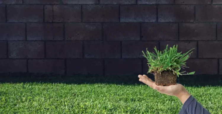 The Ultimate Guide to Planting and Caring for Grass Plugs