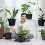 Indoor plant
