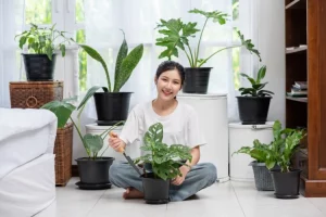Indoor plant