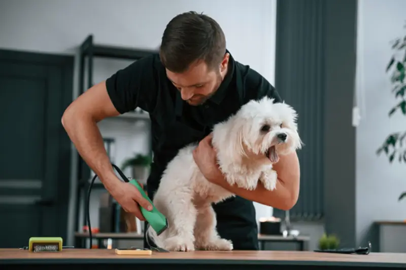 Essential Grooming Tips