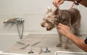Common Grooming Mistakes New Puppy Owners Make