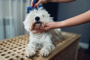 Grooming tips for puppy