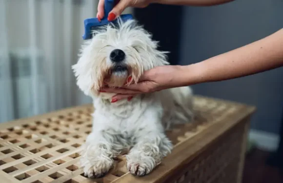 Essential Grooming Tips for Your New Puppy