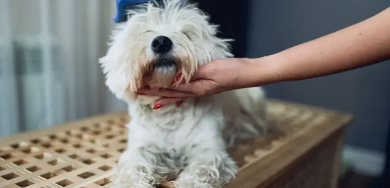 Essential Grooming Tips for Your New Puppy